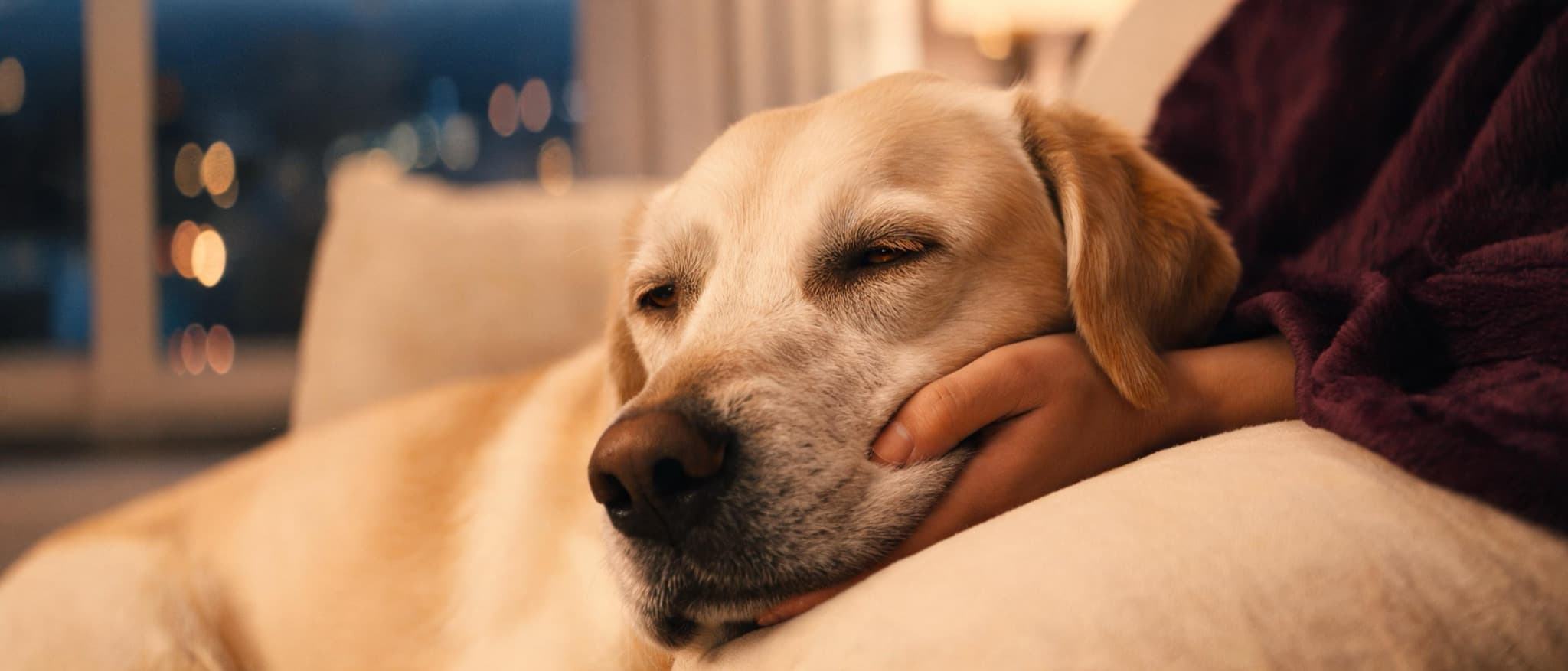 A grey-muzzled senior labrador resting its head in its owner's hand in warm evening lamplight